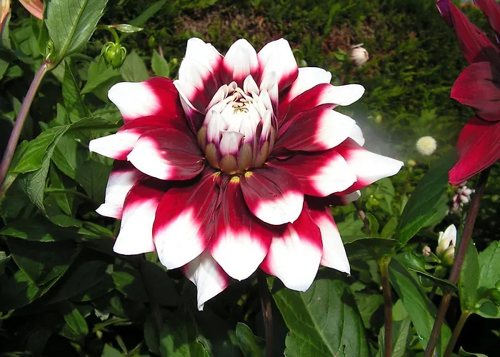 Berkenrode Bed and breakfast Rockanje