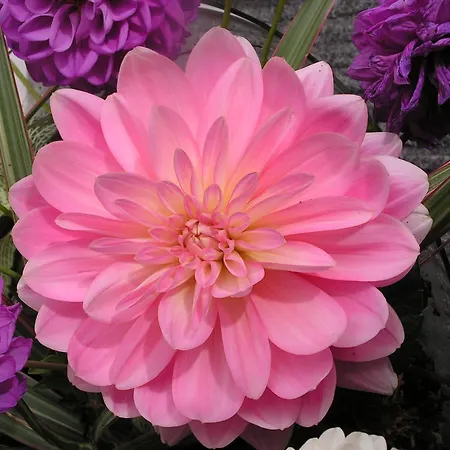 Nocleg ze śniadaniem Berkenrode Rockanje