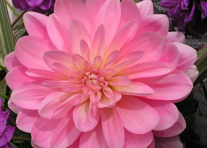 Alojamento de Acomodação e Pequeno-almoço Berkenrode Rockanje